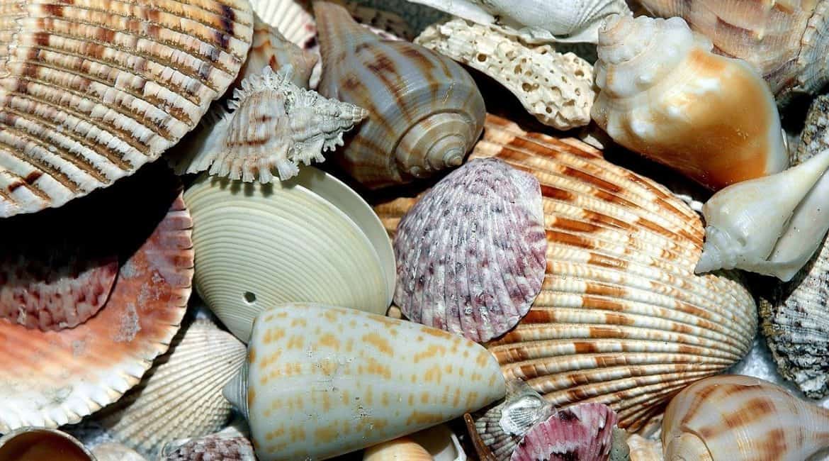 sea shells on the beach