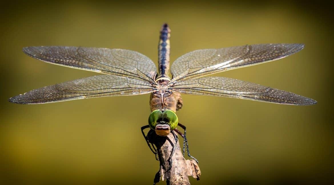 dragon fly