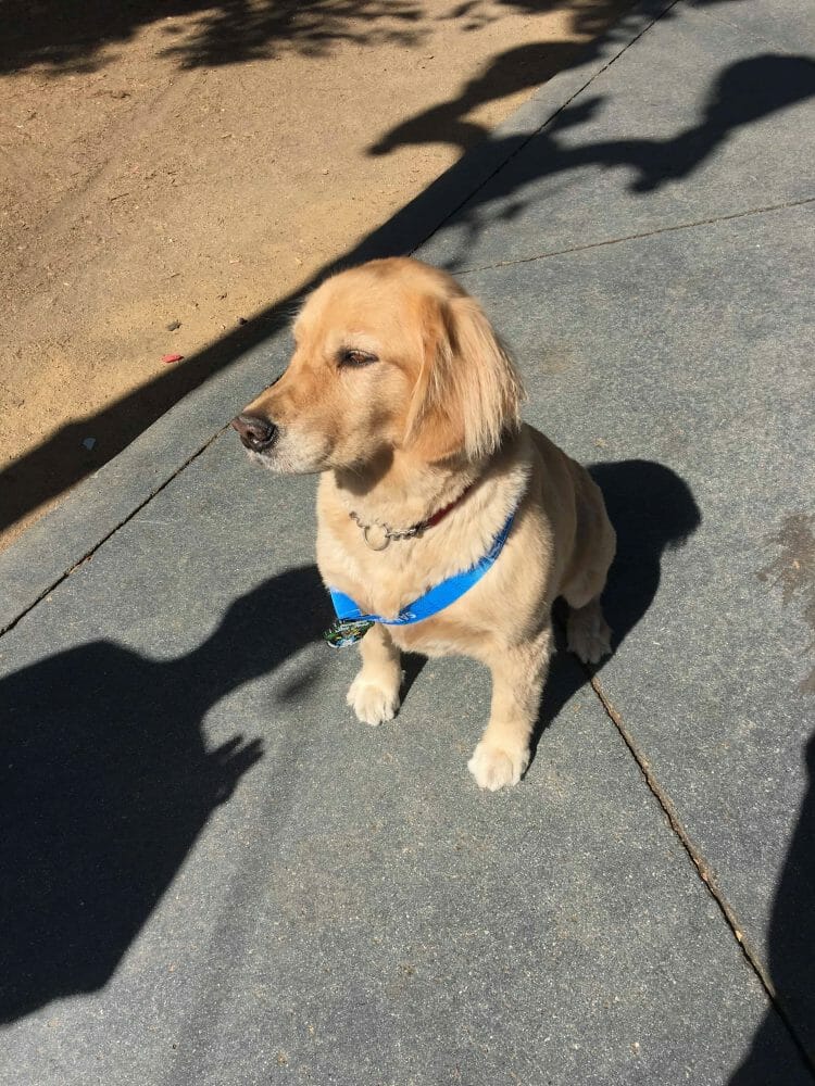 Dog wearing a medal