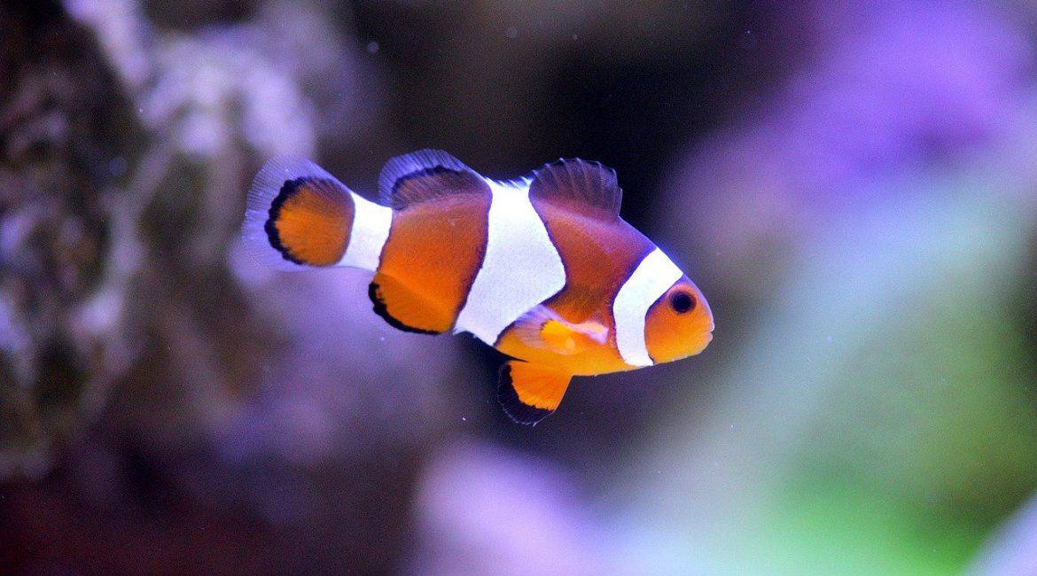 clown fish