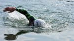 triathlon swimming